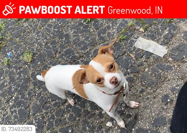 Lost Male Dog last seen Near and fry road, Greenwood, IN 46142