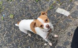 Lost Male Dog last seen Near and fry road, Greenwood, IN 46142
