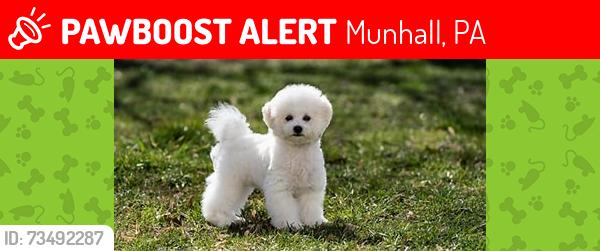 Lost Female Dog last seen Main and Grace, Munhall, PA 15120