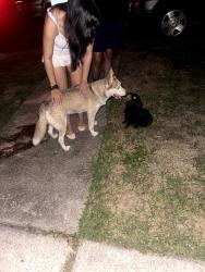 Found/Stray Female Dog last seen sommerall, Sommerall, TX 77095