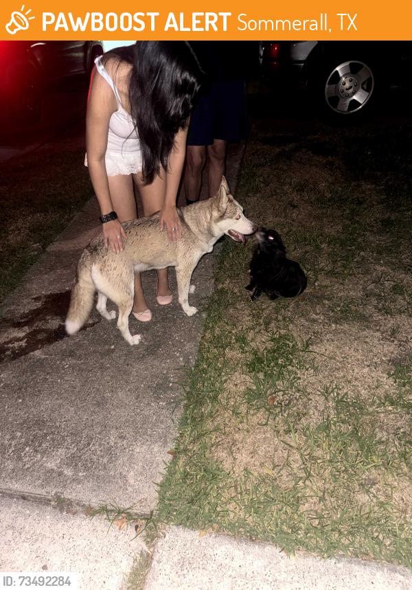 Found/Stray Female Dog last seen sommerall, Sommerall, TX 77095