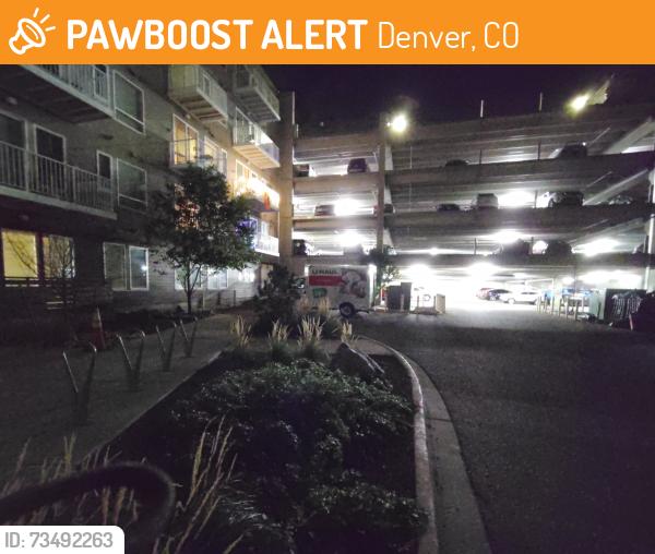 Found/Stray Female Cat last seen Colorado blvd and rear entrance of parking garage, Denver, CO 80222