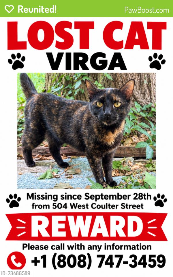 Reunited Female Cat last seen Coulter and midvale, Philadelphia, PA 19144