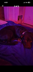 Lost Male Dog last seen Gibson and Louisiana, Albuquerque, NM 87108