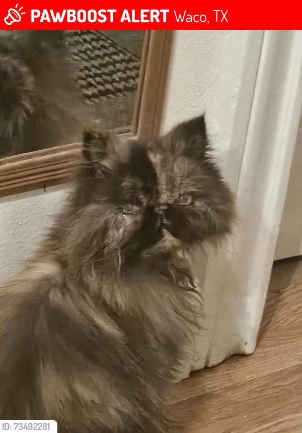Lost Female Cat last seen McArthur Drive, Waco, TX 76708