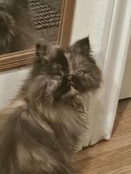 Lost Female Cat last seen McArthur Drive, Waco, TX 76708