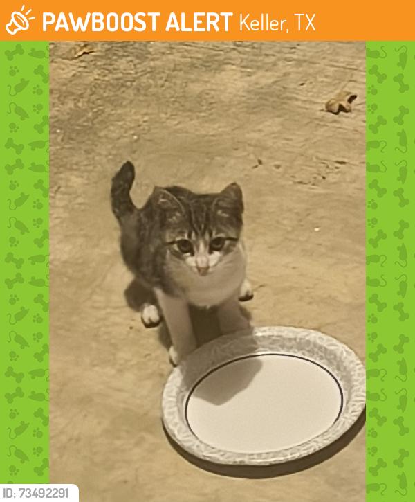 Found/Stray Unknown Cat last seen Holly Hills Ct & Holly Ridge Dr., Keller, TX 76248