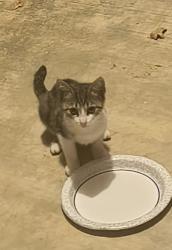 Found/Stray Unknown Cat last seen Holly Hills Ct & Holly Ridge Dr., Keller, TX 76248