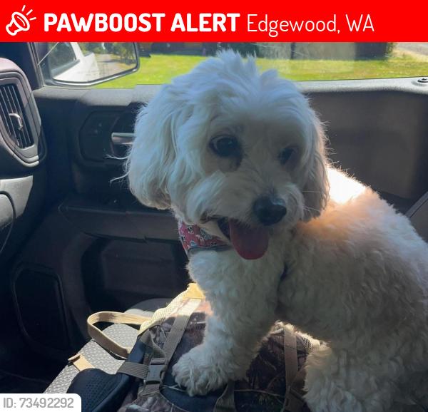 Lost Male Dog last seen 36th st E Edgewood, Edgewood, WA 98372