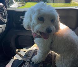 Lost Male Dog last seen 36th st E Edgewood, Edgewood, WA 98372