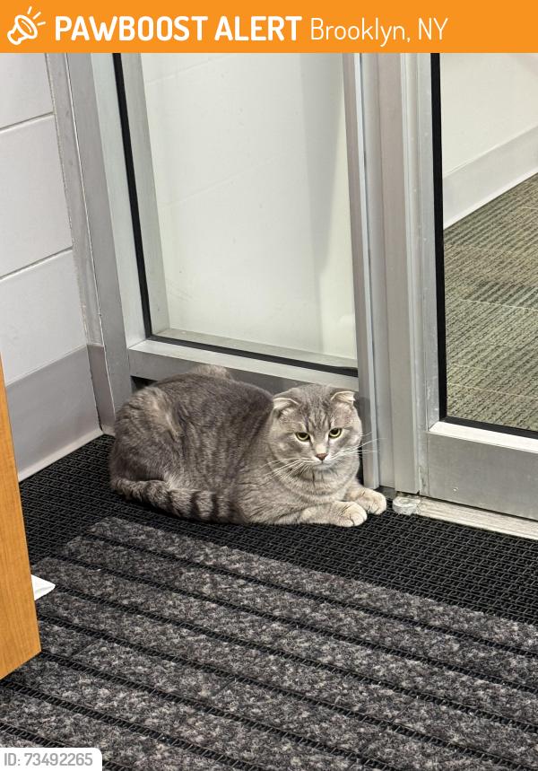 Found/Stray Unknown Cat last seen m&t bank in bay ridge, brooklyn, Brooklyn, NY 11209