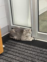 Found/Stray Unknown Cat last seen m&t bank in bay ridge, brooklyn, Brooklyn, NY 11209