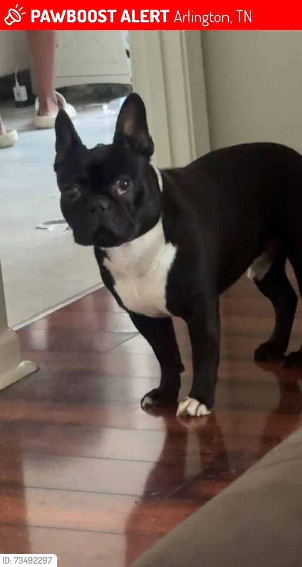 Lost Male Dog last seen Shadow Glen Ln, Arlington, TN 38002
