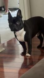 Lost Male Dog last seen Shadow Glen Ln, Arlington, TN 38002