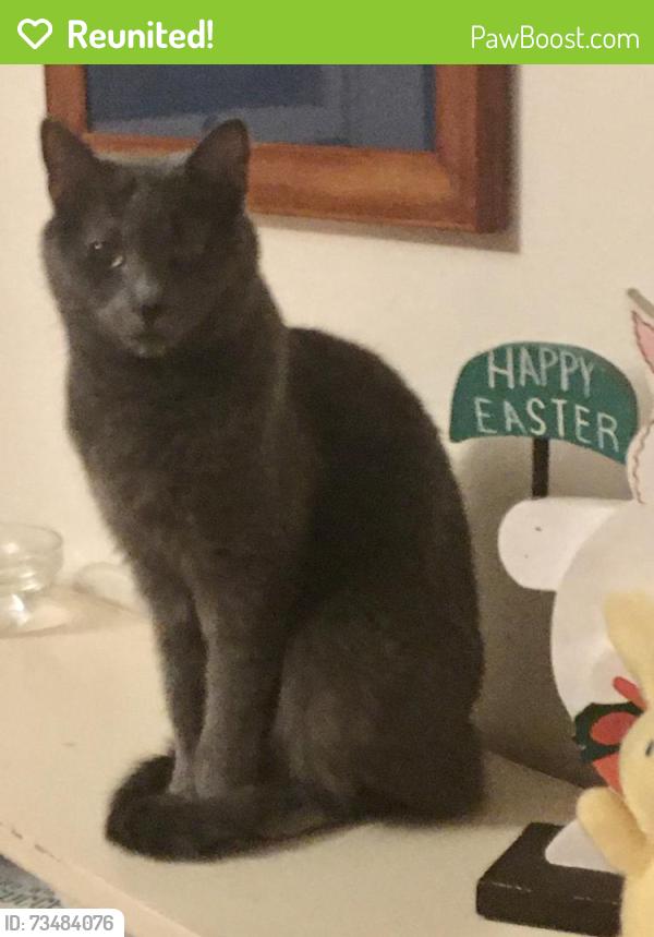 Reunited Female Cat last seen Sierra Street and Temecula, Fair Oaks, CA 95628