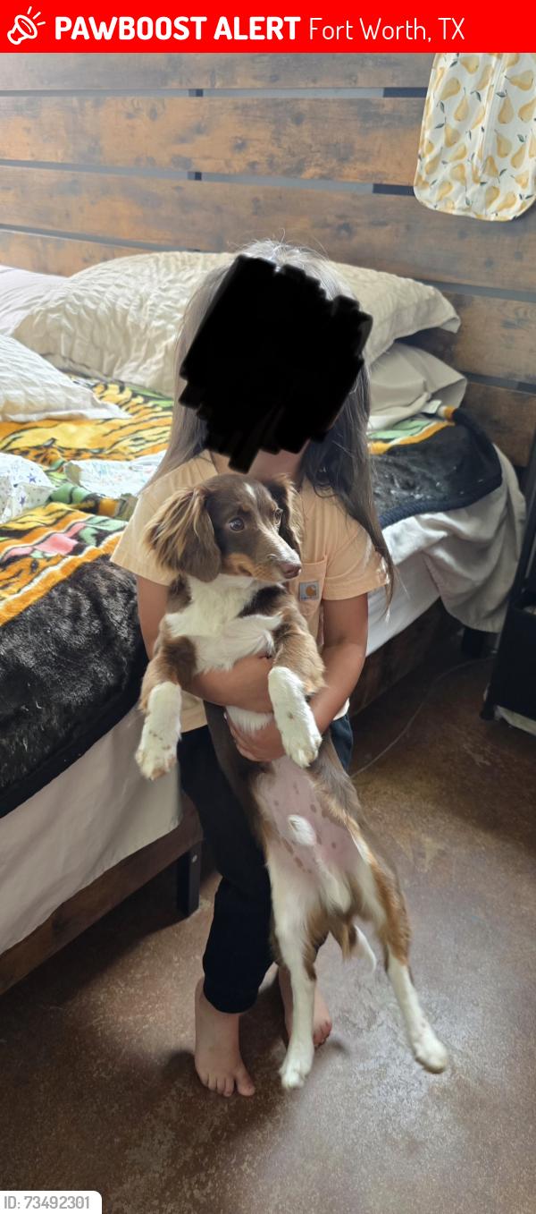 Lost Male Dog last seen Blackstone dr, Fort Worth, TX 76114