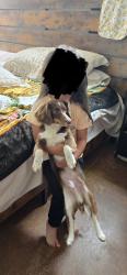 Lost Male Dog last seen Blackstone dr, Fort Worth, TX 76114