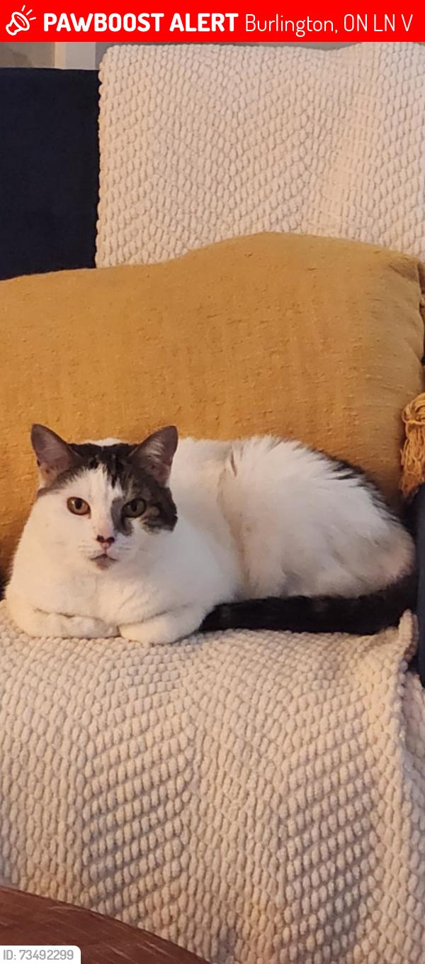 Lost Female Cat last seen Dynes and Prospect, Burlington, ON L7N 2V6