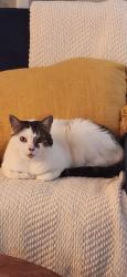 Lost Female Cat last seen Dynes and Prospect, Burlington, ON L7N 2V6