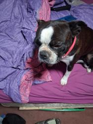 Lost Female Dog last seen 2nd st north and 6th st north, Nampa, ID 83687