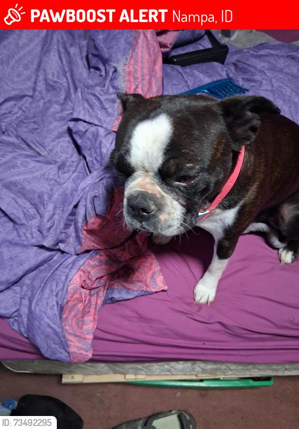 Lost Female Dog last seen 2nd st north and 6th st north, Nampa, ID 83687