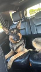 Reunited Male Dog last seen Middlesex Rd, Nashua, NH 03060