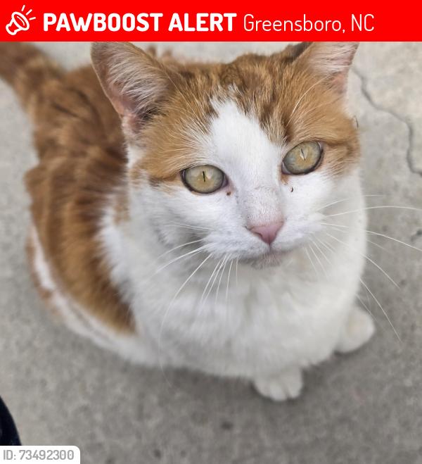Lost Female Cat last seen Silver Creek Drive, Greensboro, NC 27410
