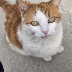Lost Female Cat last seen Silver Creek Drive, Greensboro, NC 27410
