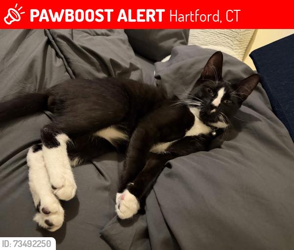 Lost Male Cat last seen Near sisson ave, Hartford, CT 06106
