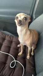 Reunited Female Dog last seen Nw flager terr and 24 th st west little Havana, Sweetwater, FL 33172