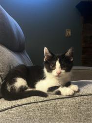 Reunited Male Cat last seen Dover, Stratton, Halifax drive, Medina, OH 44256