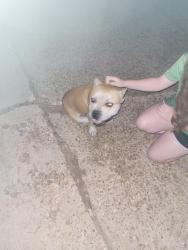 Found/Stray Male Dog last seen Harmony lane, Midwest City, OK 73130