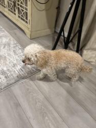 Reunited Unknown Dog last seen Near Temescal Canyon High School, Lake Elsinore, CA 92532