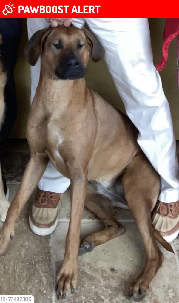 Lost Female Dog last seen N twin Oaks valley rd, San Diego County, CA 92069