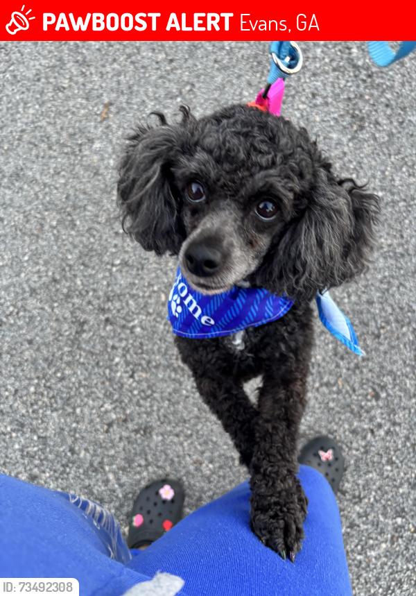 Lost Female Dog last seen Wessex dr and Waterford dr, Evans, GA 30809