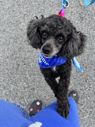 Lost Female Dog last seen Wessex dr and Waterford dr, Evans, GA 30809