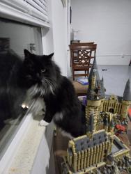 Lost Female Cat last seen Orange camp and royal rd, DeLand, FL 32724