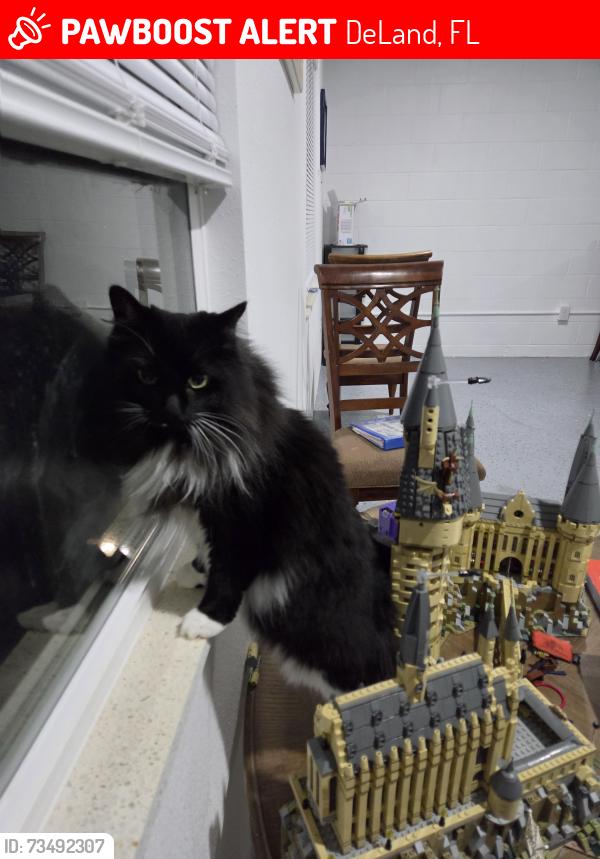 Lost Female Cat last seen Orange camp and royal rd, DeLand, FL 32724