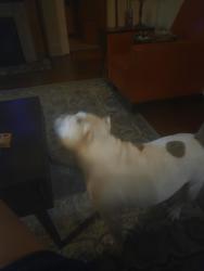 Reunited Unknown Dog last seen Lapeyrouse, New Orleans, LA 70119