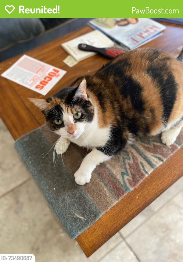 Reunited Female Cat last seen Near King St, Stoughton, WI, Stoughton, WI 53589