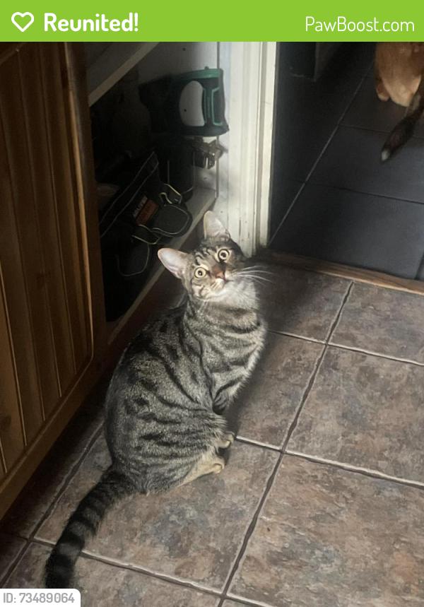 Reunited Male Cat last seen Viking close, Lordshill, England SO16 8BZ