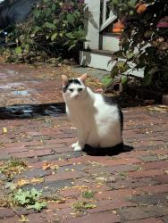 Found/Stray Unknown Cat last seen Shepard st, Cambridge, MA 02138