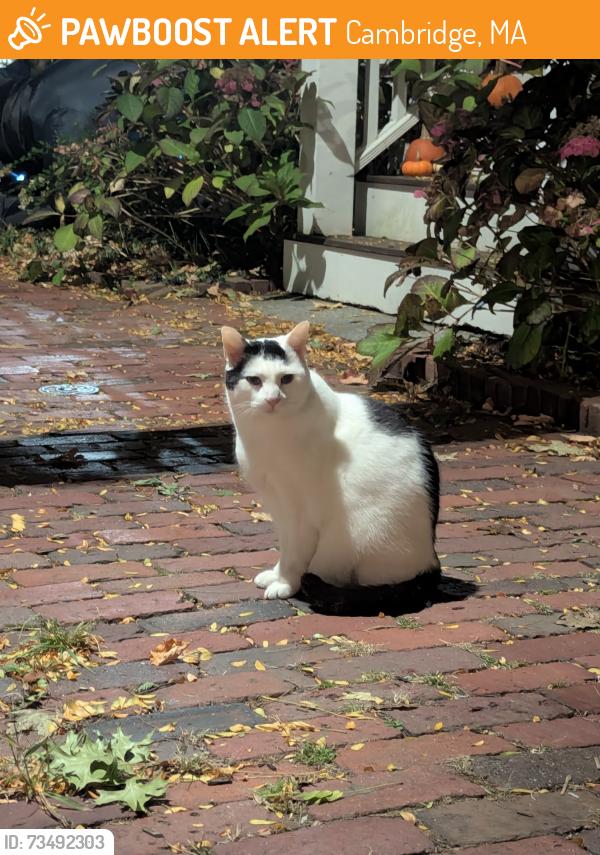 Found/Stray Unknown Cat last seen Shepard st, Cambridge, MA 02138