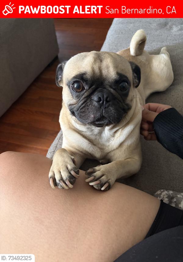 Lost Male Dog last seen Fairfax dr , San Bernadino , Ca, San Bernardino, CA 92410