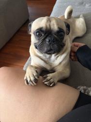 Lost Male Dog last seen Fairfax dr , San Bernadino , Ca, San Bernardino, CA 92410