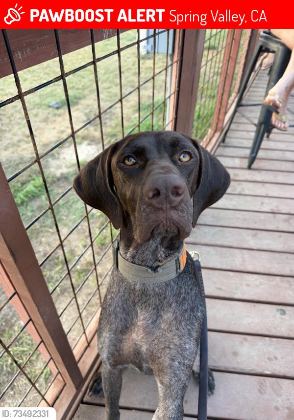 Lost Male Dog last seen foster freeze dpring valley, Spring Valley, CA 91977