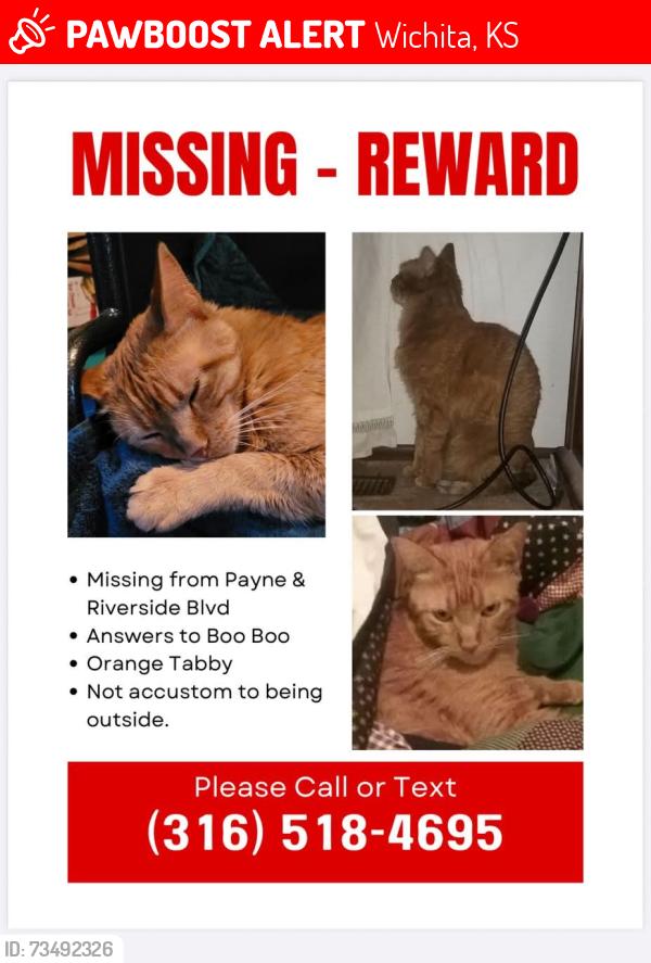 Lost Male Cat last seen Riverside Blvd and Payne St, Wichita, KS 67203