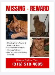 Lost Male Cat last seen Riverside Blvd and Payne St, Wichita, KS 67203