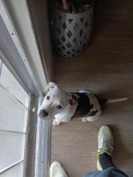 Lost Male Dog last seen E.California, Bakersfield, CA 93307