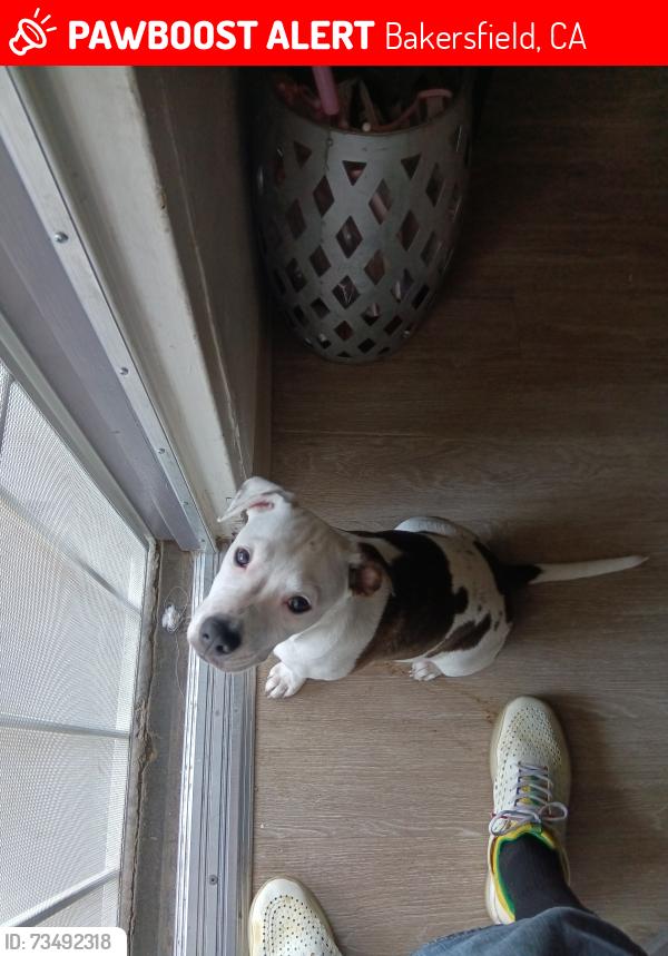 Lost Male Dog last seen E.California, Bakersfield, CA 93307
